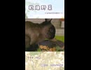 【うさぎ 13歳】乾燥野菜
