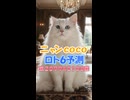 しゃべる猫□ニャンCocoの#ロト6 第2099-100回の数字を #AI予測□当選発表□は毎週月曜と木曜です【CocoんcoのLOTO6予測 第413弾】□