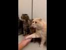 ホモと見る握手会