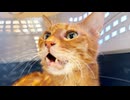 ベテラン子猫、腎臓に腫瘍が見つかる