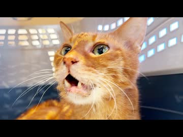 ベテラン子猫、腎臓に腫瘍が見つかる