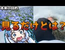 ネモフィラ見に行ったはずが海でびしょ濡れになった【VOICEROID車載】