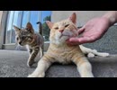 【修羅場】子猫ナデたら茶トラ先輩ブチギレｗｗｗ嫉妬が限界突破した瞬間