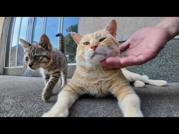 【修羅場】子猫ナデたら茶トラ先輩ブチギレｗｗｗ嫉妬が限界突破した瞬間