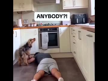 ホモと見る飼い主が倒れた時の動物たちの反応