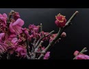 梅　落花【timelapse】