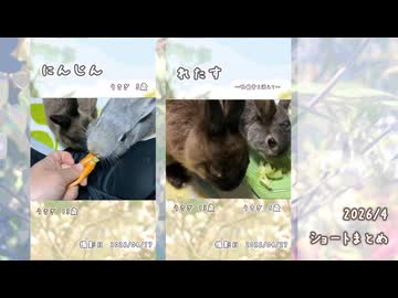 【うさぎ】2026/4　ショート動画まとめ【ショート】