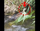 何がいた！？ヒナ逃走→母が即突撃【カルガモ親子】