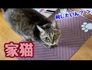 なんか ぐずぐず…【元野良猫】【野良猫】