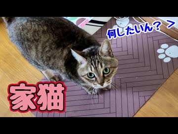 なんか ぐずぐず…【元野良猫】【野良猫】