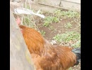 ニワトリの鳴き声♪ コケコッコー