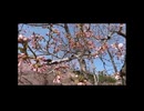【車載動画】ことしのお花見１回目【散策動画】