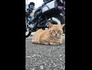 バイクに戻ると猫が寝ていました