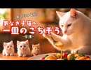 【GW特別編】家なき子猫へ「一皿のごちそう」＃2 -保護-
