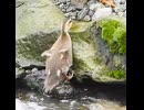 あと少し届かない…からのリトライ成功