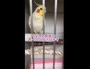 【オカメインコ】検証！限界まで眠い時、それでも挨拶を完遂できるのか？