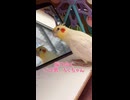 【オカメインコ】悲報！ろくが鏡の中のイケメンと和解。しかし背後に忍び寄る黄色い影…