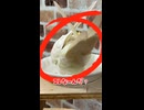 【オカメインコ】悲報！はち、水浴び中に「不法占拠」と「商標権侵害」を同時に行う