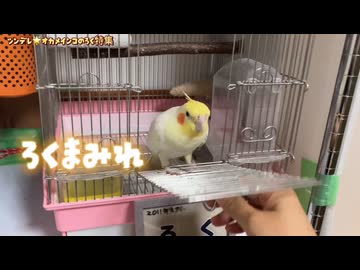 ツン8：デレ2。（満足したらスタスタ帰る）情緒不安定なインコの日常に密着したら癒やししかなかった