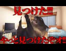 美大卒業するまでの話 学祭編【猫ミーム】#猫meme #猫マニ #猫ミーム