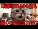 美大卒業するまでの話 学祭編3【猫ミーム】#猫meme #猫マニ #猫ミーム