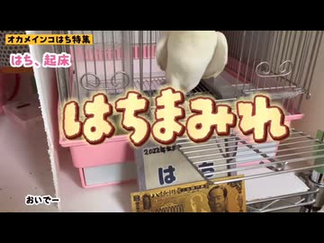 【密着24時】末っ子爆発！お喋りで始まり、欲望のままに過ごし、犬のように吠えハウスインに葛藤するオカメはち