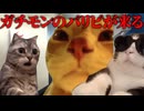 美大卒業するまでの話 一人暮らし編2【猫ミーム】#猫meme #猫マニ #猫ミーム