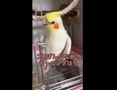 【オカメインコ】モーニングルーティン（失敗）。喋るけど魂がまだ寝床にあるインコｗ