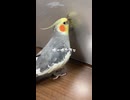 【オカメインコ】Apple驚愕！MacBookの裏側で「春の訪れ」を告げる謎の新機能が搭載ｗ