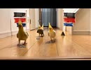 【オカメインコ】快音‼️鯉のぼりに見守られながら、ひたすら廊下を往復させられる隊員たち