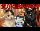 美大卒業するまでの話 一人暮らし編4【猫ミーム】#猫meme #猫マニ #猫ミーム