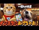 【美大猫ミーム番外編】イギリスの貴公子先輩がお泊まりに来た話 その②#猫ミーム #猫マニ #猫meme