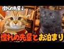 【美大猫ミーム番外編】憧れの先輩がお泊まりに来たけど彼女持ちだった話 最終回 #猫ミーム #猫マニ #猫meme
