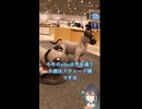 ＃9 コレカラ　新作aiboを見に、のショート動画
