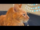 腎臓腫瘍のベテラン子猫、追憶の雪景色
