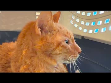 腎臓腫瘍のベテラン子猫、追憶の雪景色