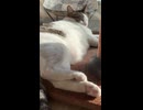 トワイライト