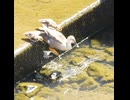 カルガモ親子が段差を降りる