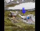 急加速で突撃…母カモが噛みつかれた瞬間【カルガモ親子】