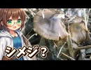 河川敷の未知キノコと育てた野良ニンジンを食べてみる！