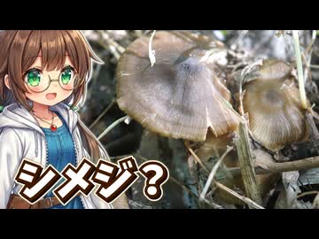 河川敷の未知キノコと育てた野良ニンジンを食べてみる！