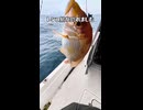 ボート釣りにダイソーリールを持ち込んだ結果（レンコ鯛編）