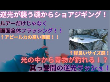 【ショアジギング】逆光の磯で青物を釣る！！　　VOICEROIDフィッシング　ずんだもん＆四国めたん