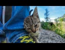 【尊死注意】日陰で休憩してたら子猫が自分から膝に来てモフ要求してきたんだがｗｗｗ□□