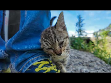 【尊死注意】日陰で休憩してたら子猫が自分から膝に来てモフ要求してきたんだがｗｗｗ□□