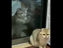 ホモと見る幽体離脱した後、体に戻れなくなったネコ