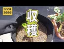 【収穫】「秋の大根が小さい！」→大きくするため、春まで待った結果…まさかの。