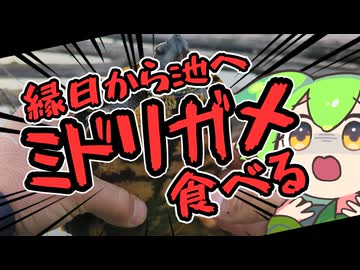 お腹がすいたらミドリガメ食べればいいじゃない