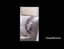 朝の光の中で体を洗うネズミ