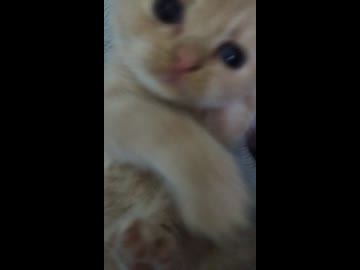 うすいろ茶トラ□猫ちゃん□
